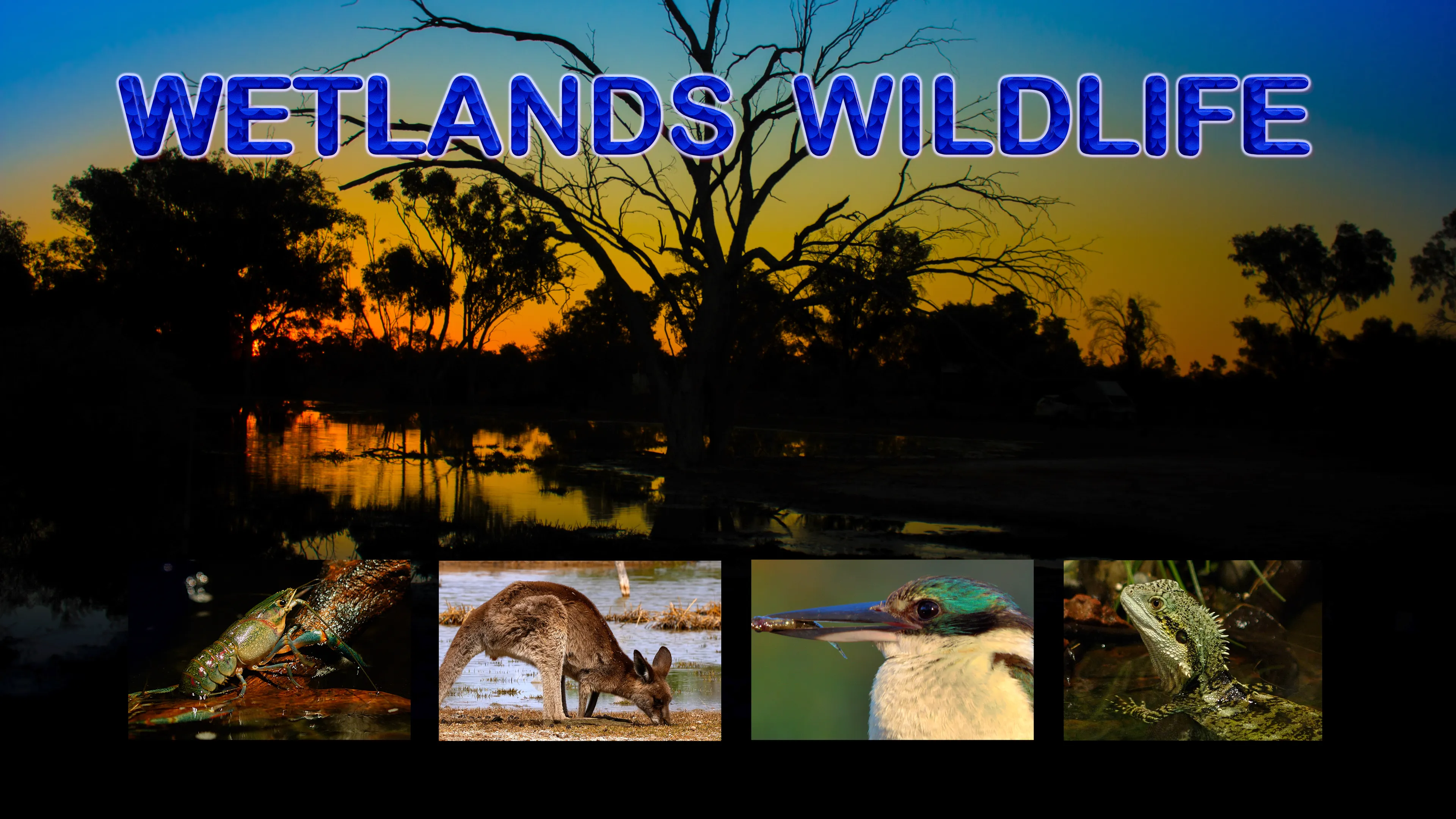 Wetlands Wildlife poster